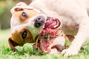 Quelles protéines animales donner à son chien