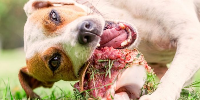 Quelles protéines animales donner à son chien