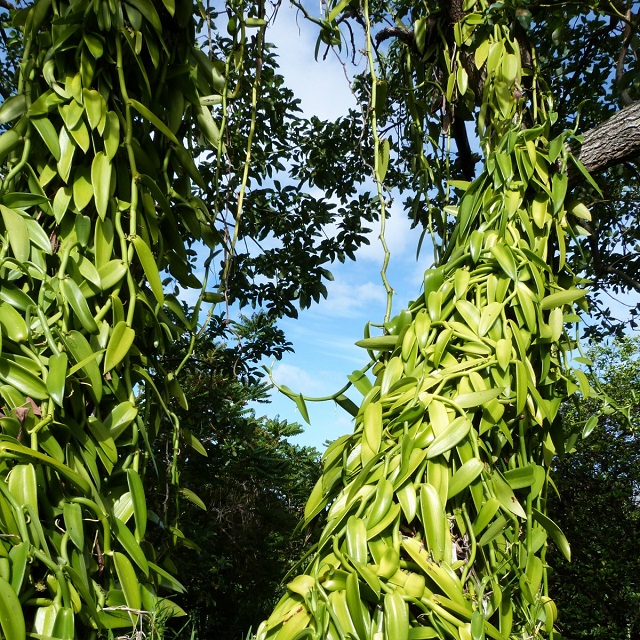 Différentes manières de consommer de la vanille de Madagascar