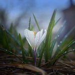 Comment utiliser le pulvérisateur à main dans le jardin ?