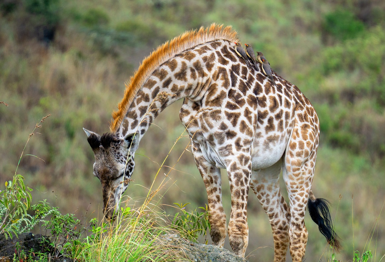 Tanzanie