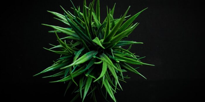 Comment choisir des plantes artificielles pour décorer son intérieur ?