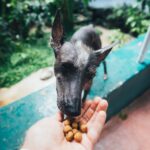 Les Chiens et l'Harmonie Humaine : Un Lien Ancré