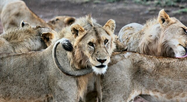 Safari en Afrique