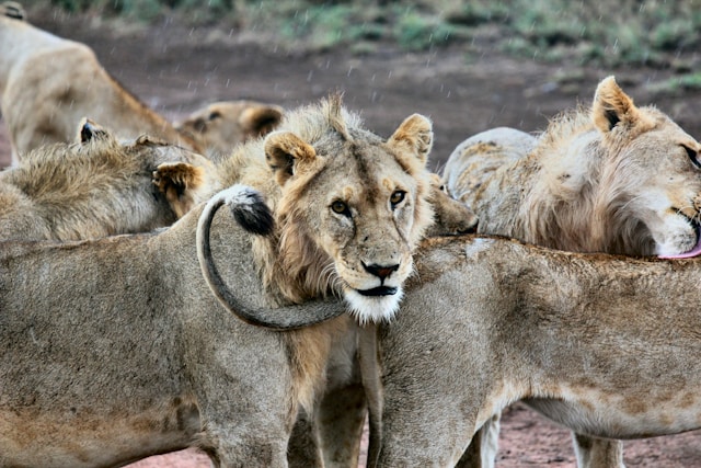 Safari en Afrique