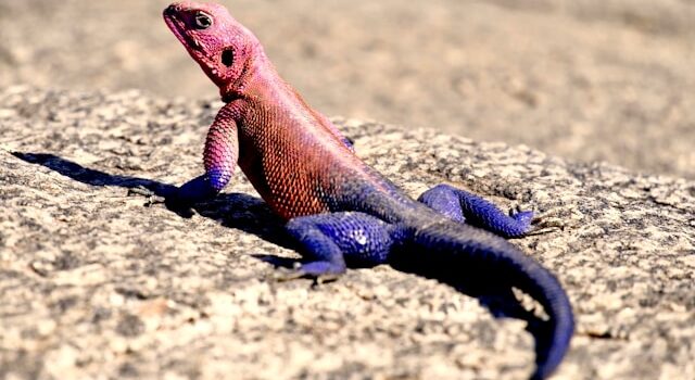 animaux en Tanzanie