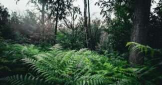 forêts en France