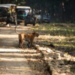 safaris en Inde