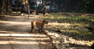 safaris en Inde