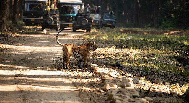 safaris en Inde