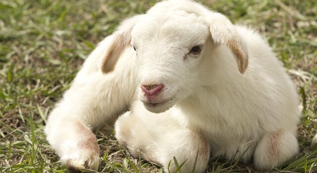 animaux de ferme