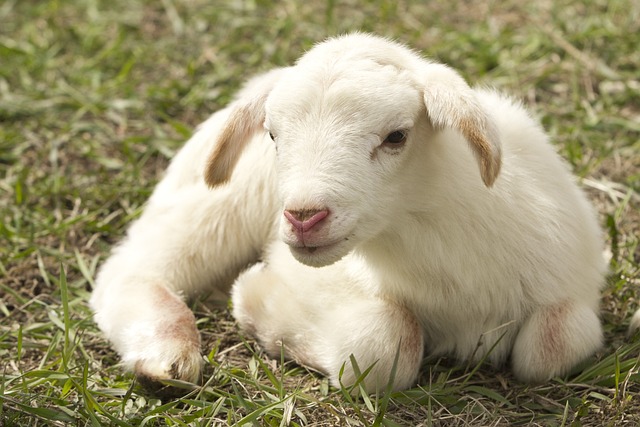 animaux de ferme