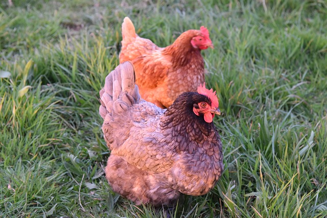 élever des poules