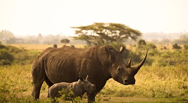 l'extinction des rhinocéros