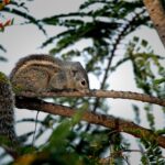 animaux sauvages domestiques