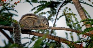 animaux sauvages domestiques