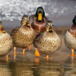 volière parfaite pour vos canards