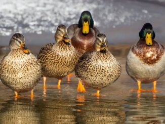 volière parfaite pour vos canards