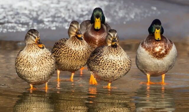 volière parfaite pour vos canards