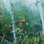 potager en permaculture